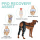 Dog Acl Braces Fix Joint Damage Knee Braces for Dogs