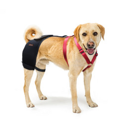 LISPOO Labrador Dog Hip Brace