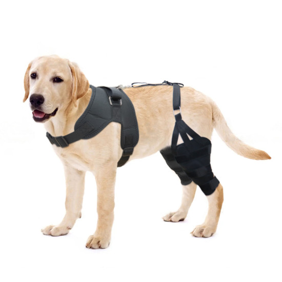 LISPOO Labrador Double Hind Leg Hinged Knee Braces For Torn ACL