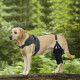 LISPOO Labrador Double Hind Leg Hinged Knee Braces For Torn ACL