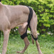 Dog Leg Braces For Hip Dysplasia