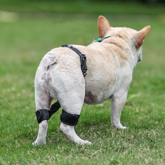 Dog Leg Braces For Hip Dysplasia