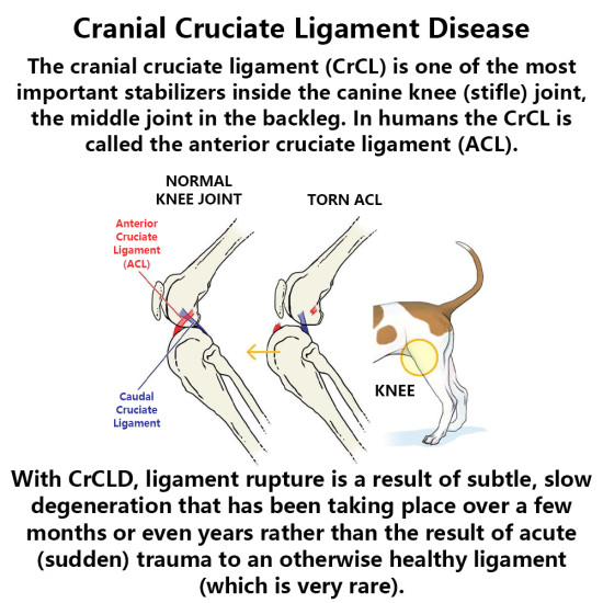 Dog Knee Braces For Back Legs