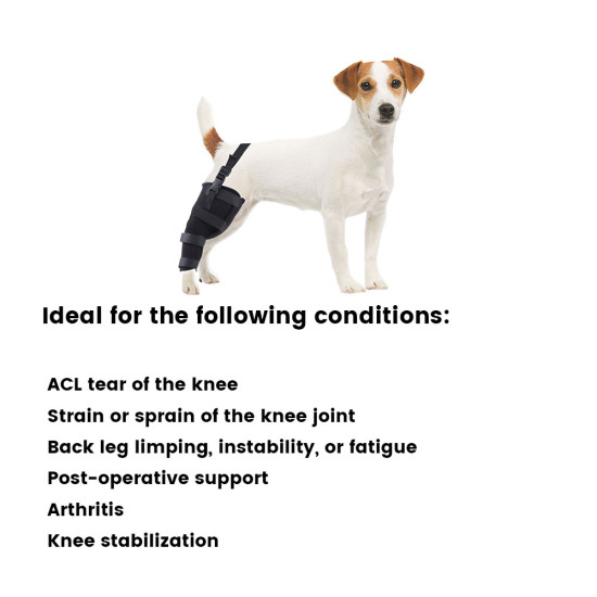 Dog Knee Braces For Back Legs