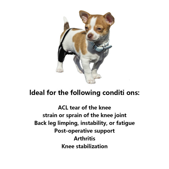 Chihuahua Leg Brace with Reflective Metal Support