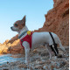 Chihuahua Leg Brace with Reflective Metal Support