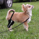 Chihuahua Leg Brace with Reflective Metal Support