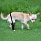 Chihuahua Luxating Patella Dog Brace