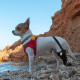 Chihuahua Luxating Patella Dog Brace