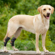 Dog Leg Braces for Fix Hock Sprains