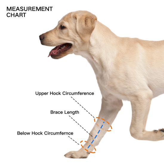 Dog Leg Braces for Fix Front Carpus Sprains