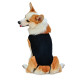 DOGLEMI Back Brace for Dogs With IVDD