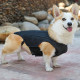 DOGLEMI Back Brace for Dogs With IVDD