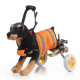 Dog Wheelchairs For Dog Back Legs Disability