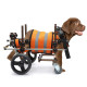 Dog Wheelchairs for Dog Hind Legs Weak Paralyzed