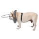 DOGLEMI Blind Dog Collar