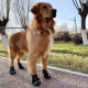 Waterproof Dog Shoes