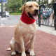 Solid Color Double Sided Dog Scarf