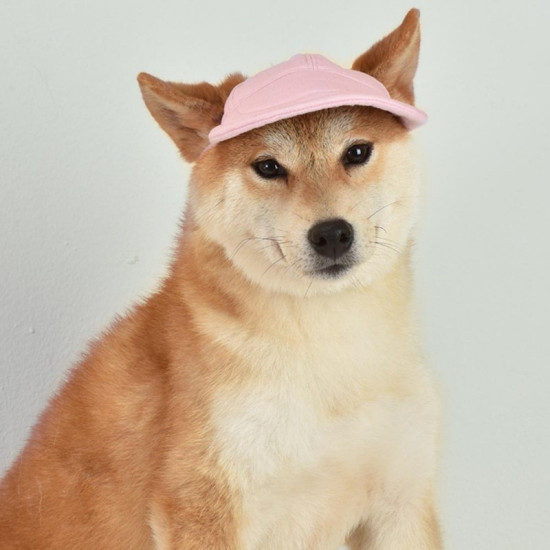 TAILUP Dog Baseball Cap