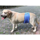 DOGLEMI Reusable Washable Dog Belly Band