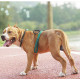 Reflective Non-Slip Lead Dog Leash