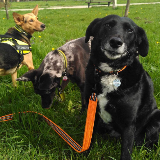 True Love Reflective Dog Leash