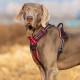 True Love No Pull Reflective Dog Harness