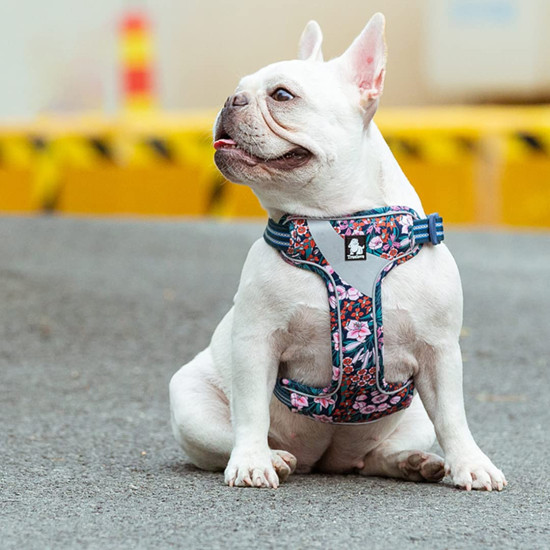 True Love Reflective Floral Dog Walking Harness