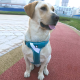 True Love Reflective Dog Vest Harness