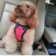 TAILUP Alphabet Style Dog Harness With Car Seat Belt