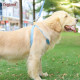 DOGLEMI Colorblock Walk Dog Harness