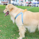 DOGLEMI Colorblock Walk Dog Harness