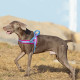 True Love Neoprene Padded No Pull Dog Harness