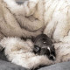 White Waterproof Dog Blanket