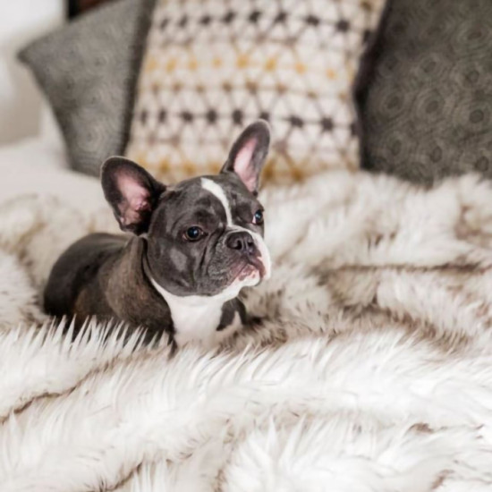 White Waterproof Dog Blanket